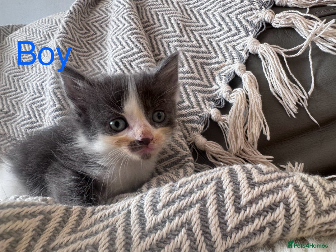 Mixed Breed cats for sale: Mix breed kittens  - Image 4