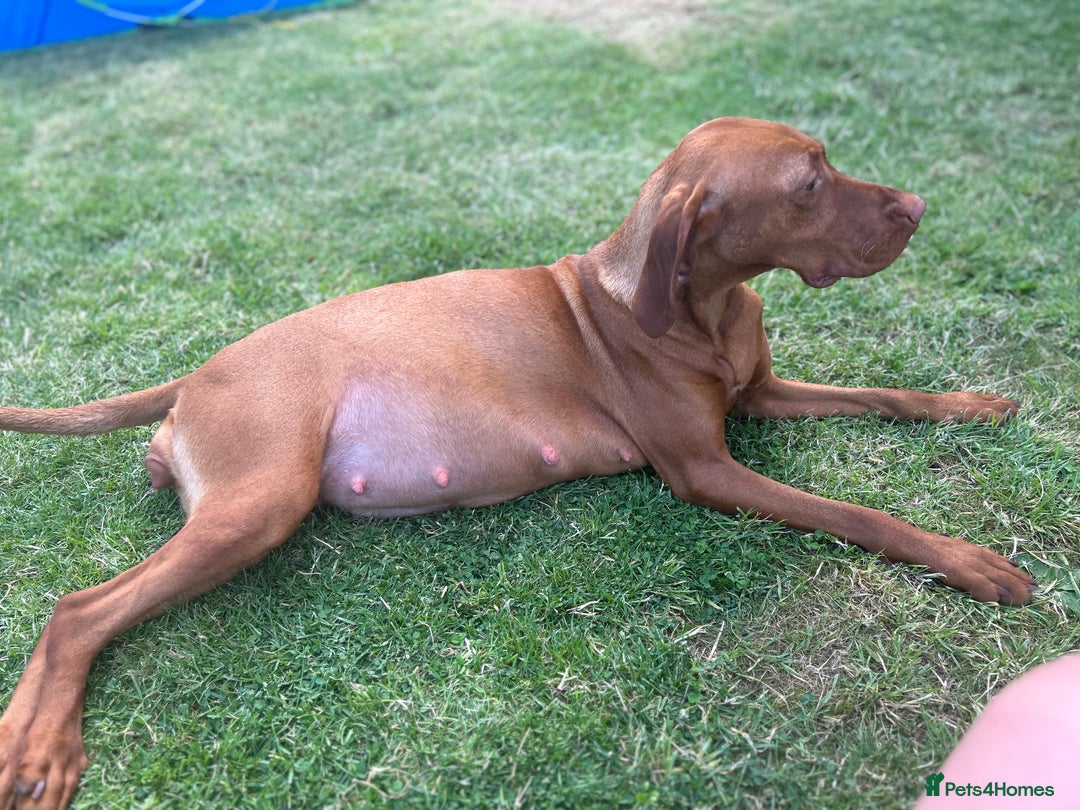 Hungarian Vizsla dogs for sale: KC Hungarian Vizsla Puppies for sale - Image 9