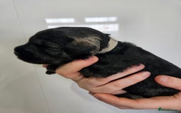Miniature Schnauzer dogs for sale: Miniature schnauzer's due, KC, Mac, low COI - Image 22