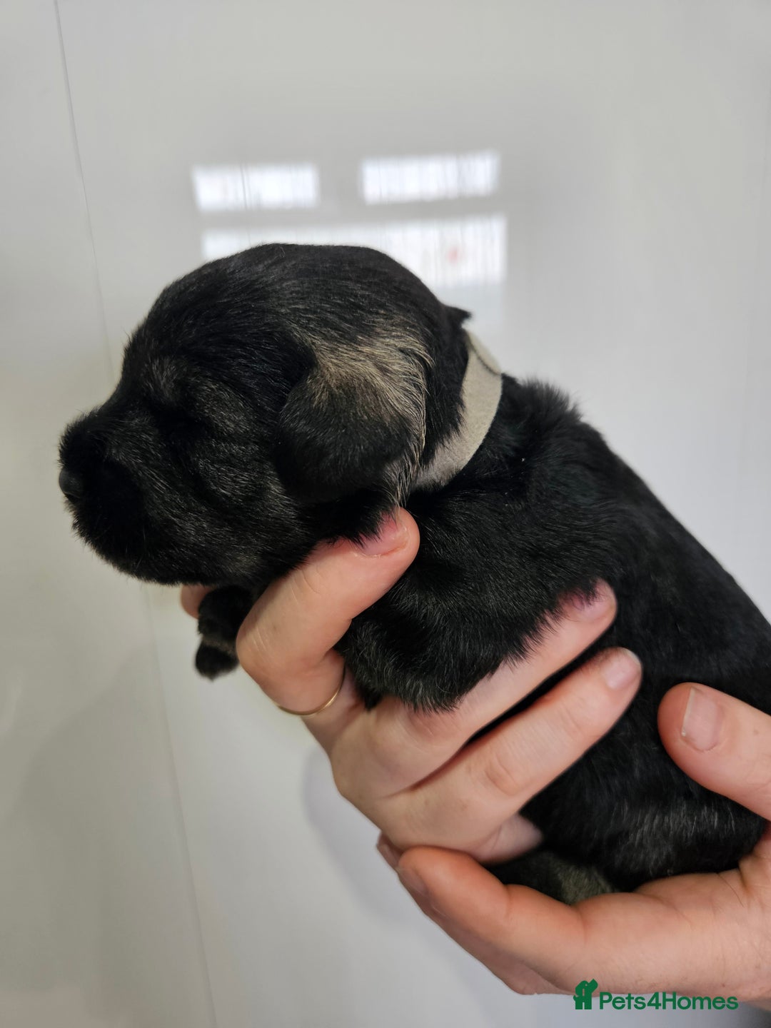 Miniature Schnauzer dogs for sale: Miniature schnauzer's due, KC, Mac, low COI - Image 22