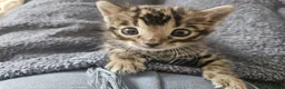 Bengal cats for sale: Tica registered brown bengal - Advert 15