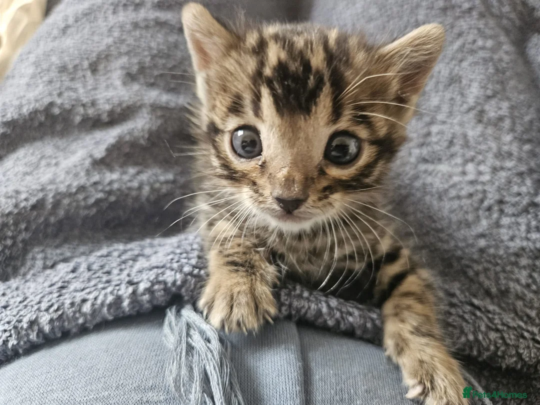 Bengal cats for sale: Tica registered brown bengal - Advert 15
