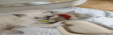Ragdoll 5