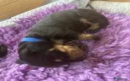 Miniature Dachshund dogs for sale: Miniature dachshund mix priced  - Image 19