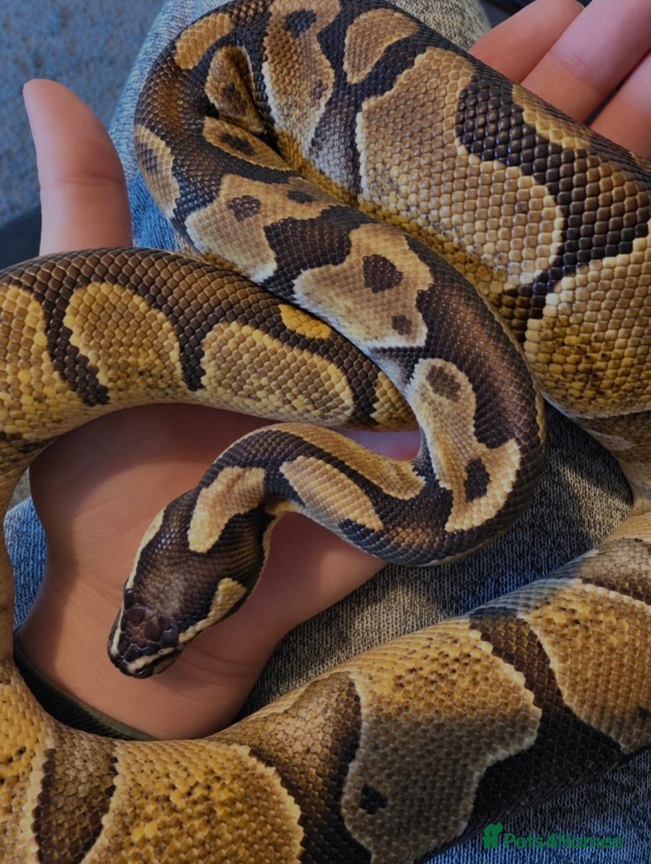 Python Snake reptiles for sale: Ball python - Advert 9