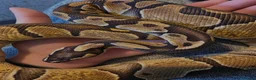 Python Snake reptiles for sale: Ball python in Newark - Advert 1