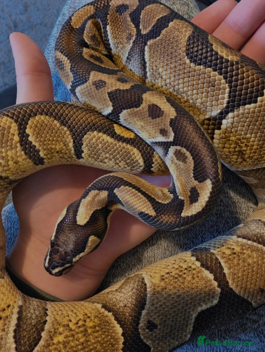 Python Snake reptiles for sale: Ball python in Newark - Advert 1