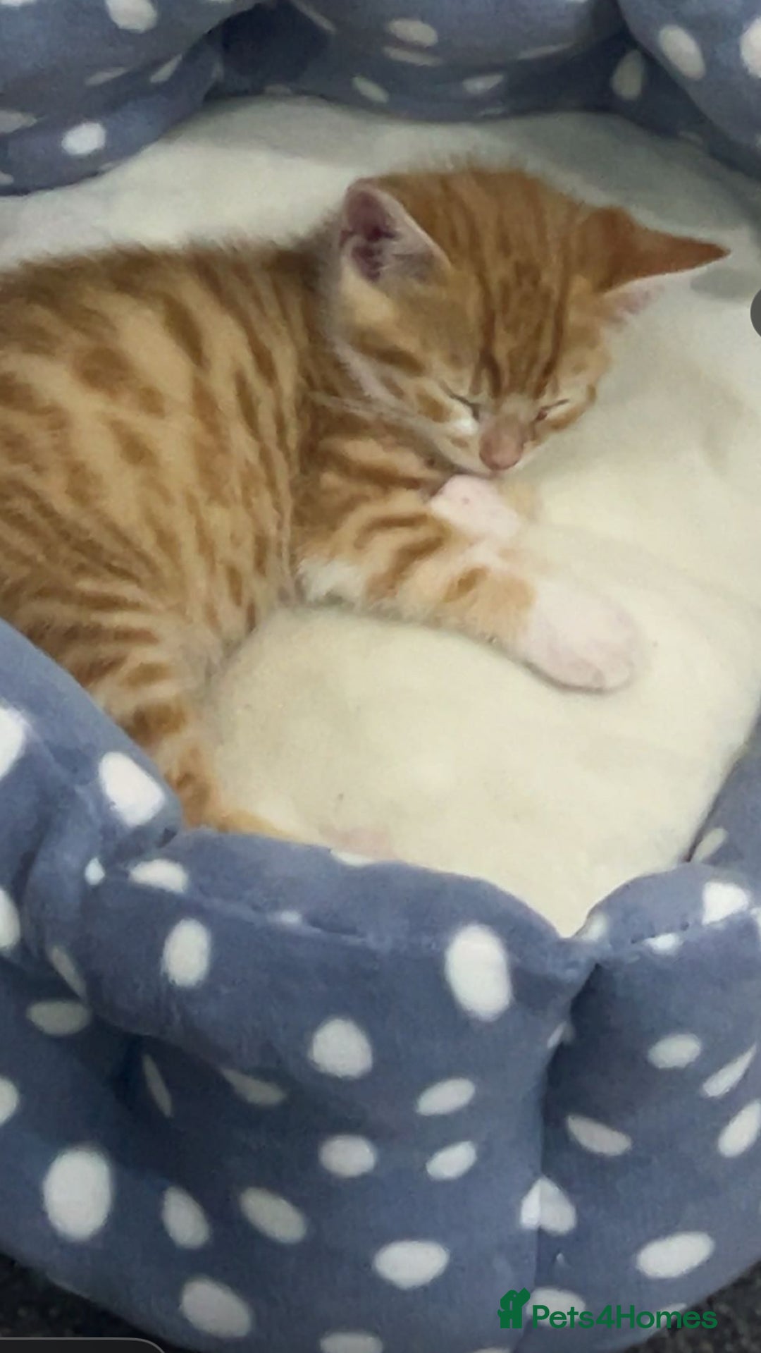 Mixed Breed cats for sale: Playful 9-Week-Old Ginger Boy Fendi Seeking Home - Advert 2