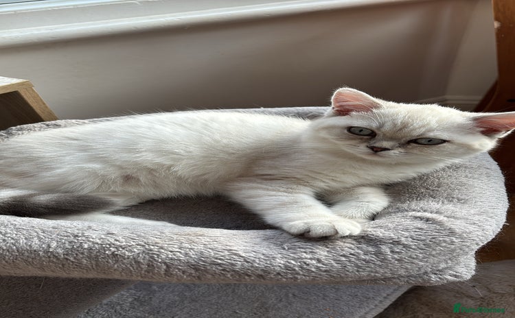 British Shorthair cats - Advert 6