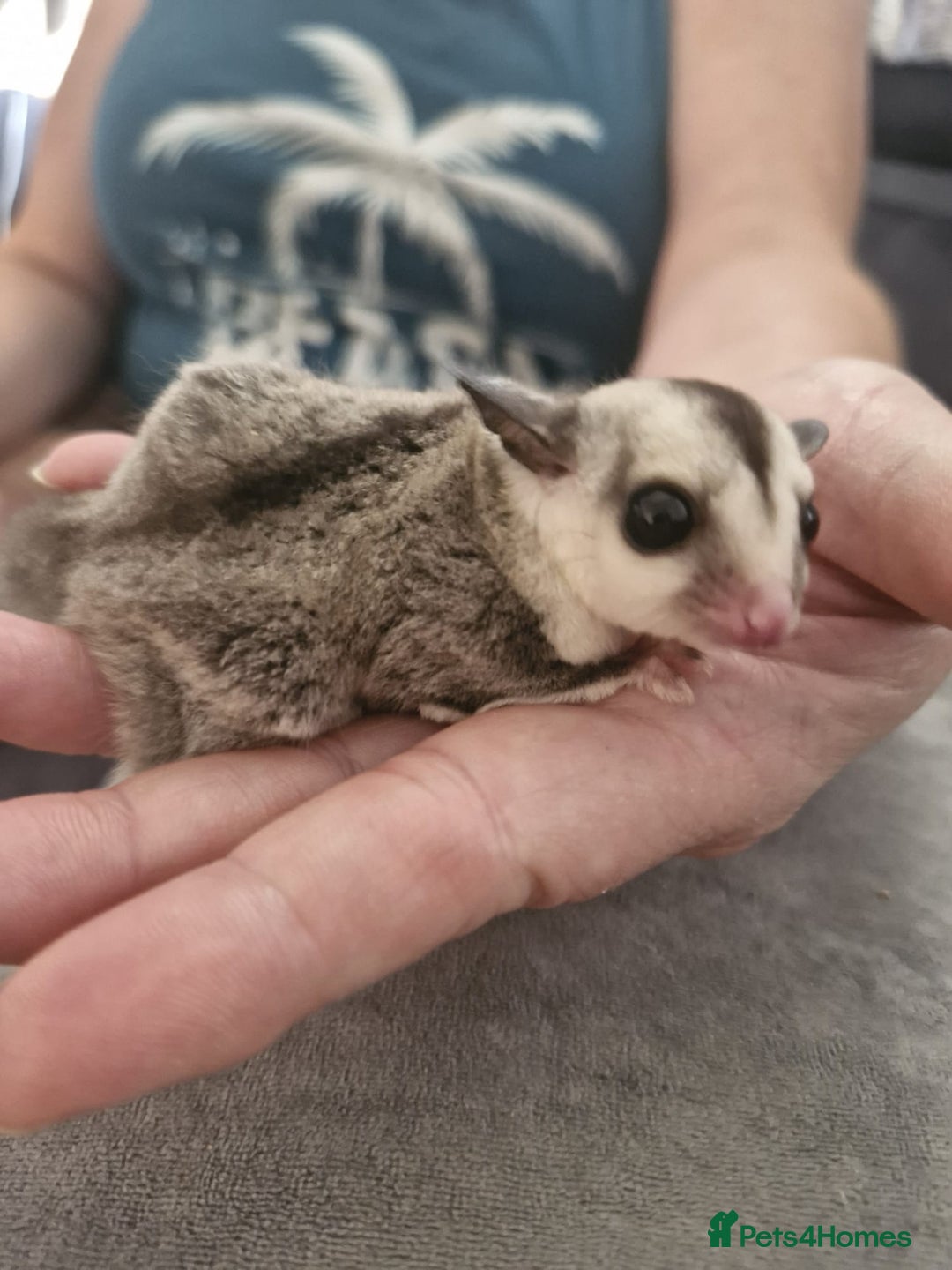 Sugar Glider rodents for sale: Breeding pair of  sugar gliders ready 13th sept   - Image 31