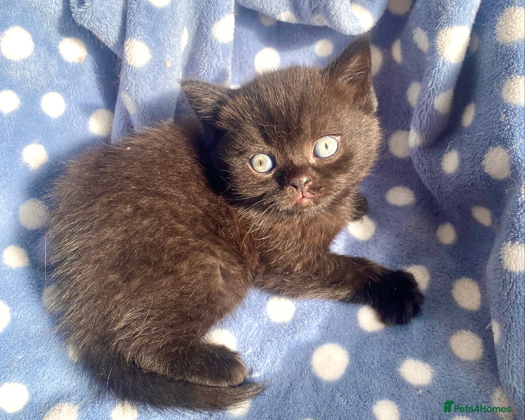 British Shorthair cats for sale: Black British Shorthair Male - Image 4