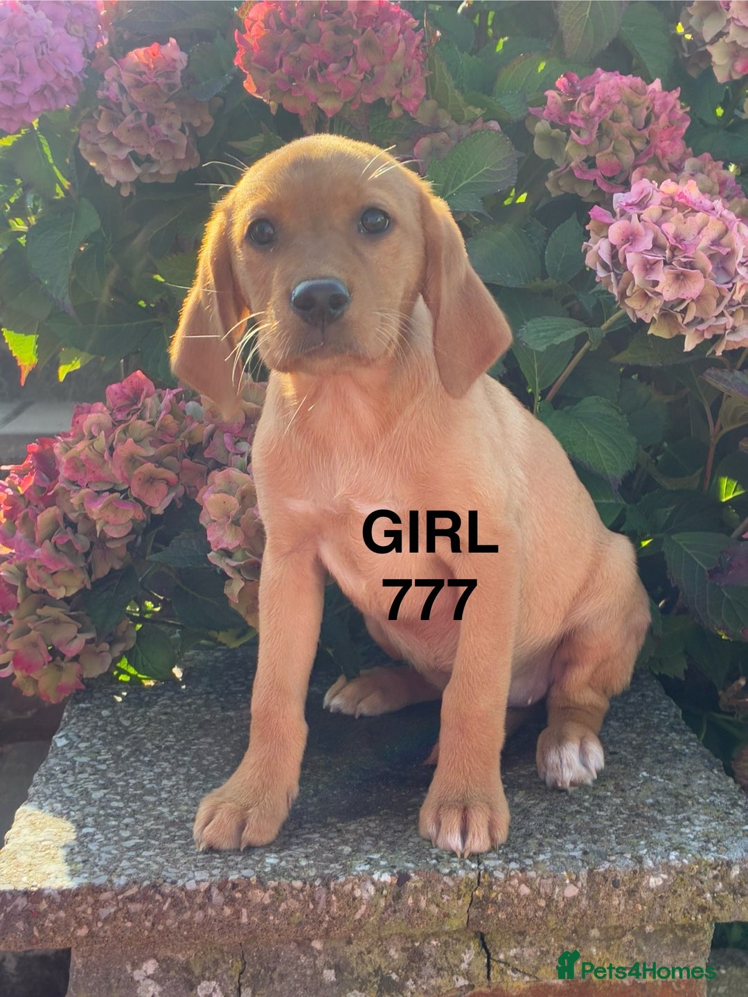 Labrador Retriever dogs for sale: Kc registered Labrador Retrievers - Image 20