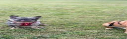 French Bulldog dogs for sale: Milo French Bulldog 3years - rehoming - Advert 3