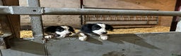 English Springer Spaniel dogs for sale: Springer spaniel pups for sale  - Advert 12