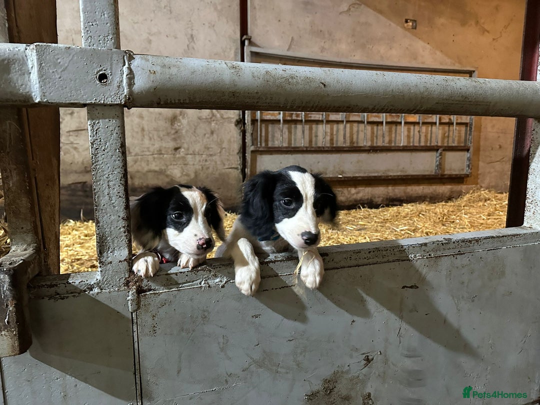 English Springer Spaniel dogs for sale: Springer spaniel pups for sale  - Advert 12