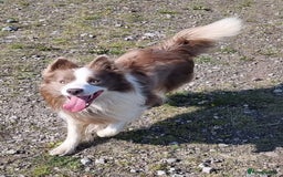 Border Collie dogs for stud: Lilac and red merle boys - Image 4