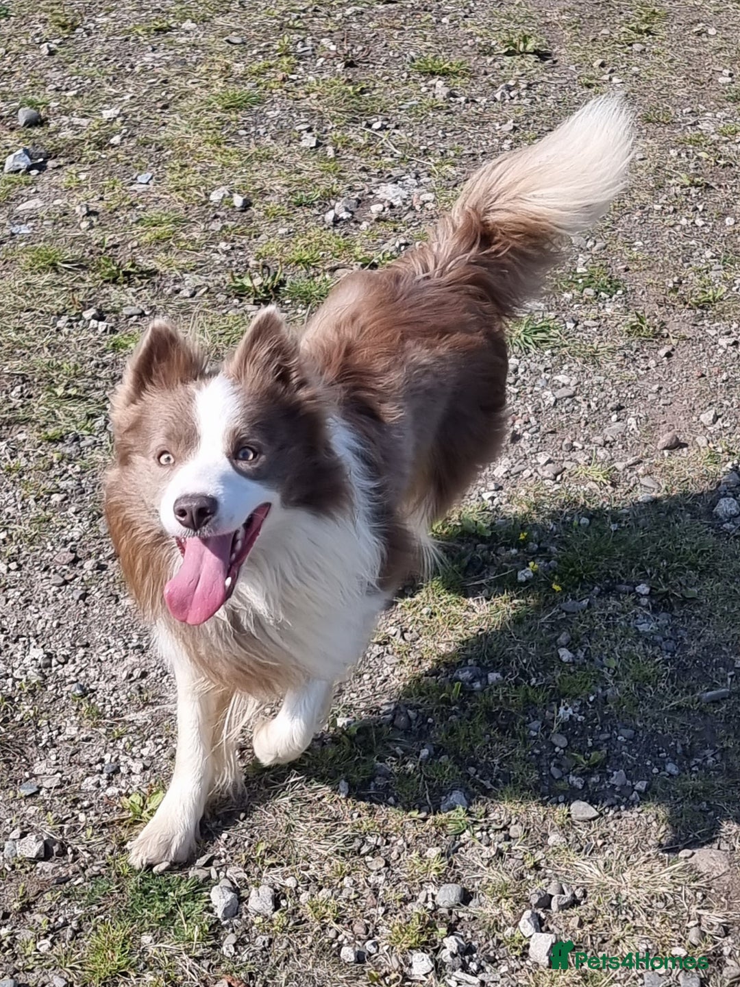 Border Collie dogs for stud: Lilac and red merle boys - Image 4