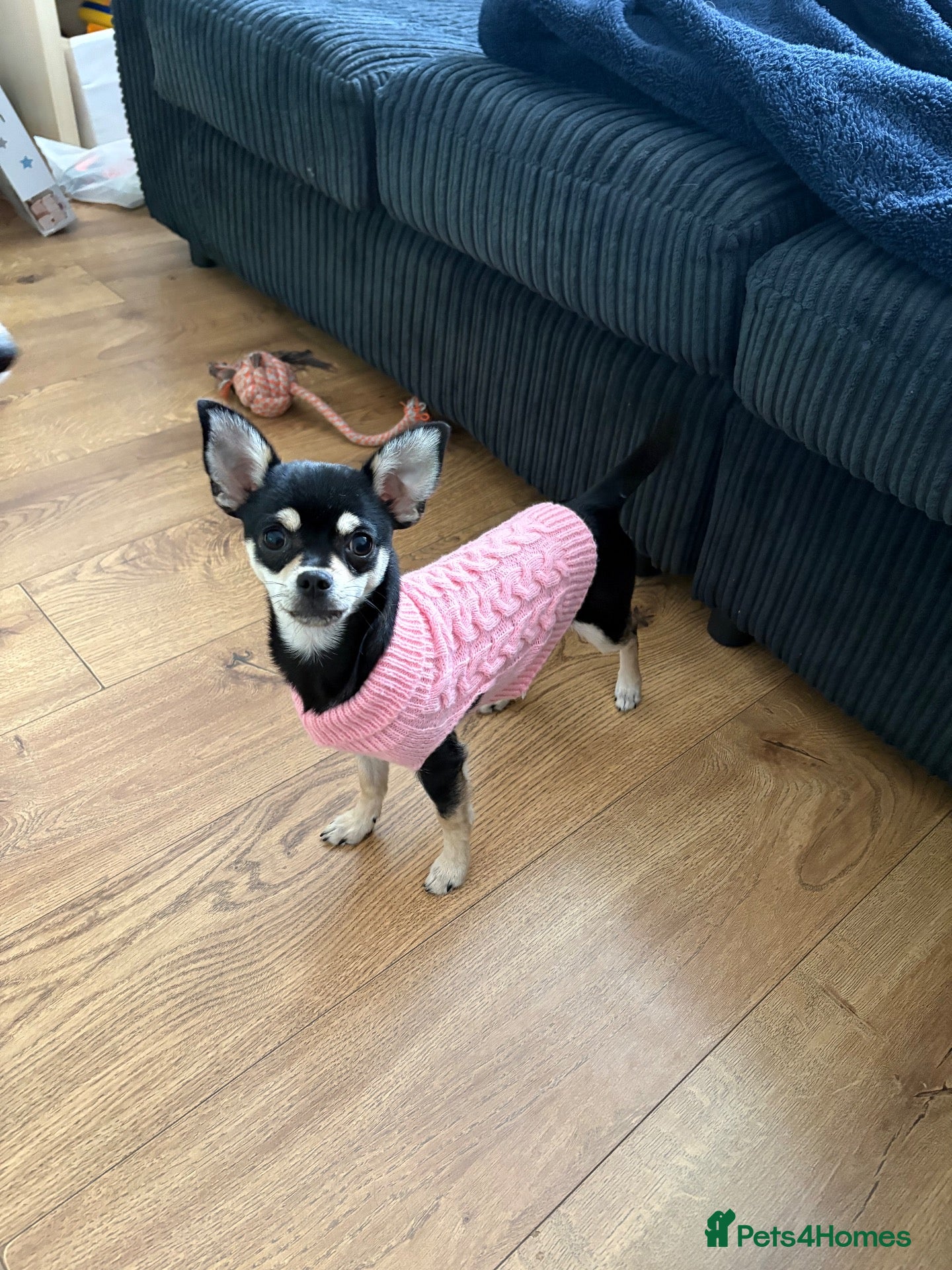 Mixed Breed dogs for sale: Minnie – Beautiful 21 Week Old Girl Puppy 💕 - Advert 24