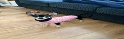 Mixed Breed dogs for sale: Minnie – Beautiful 21 Week Old Girl Puppy 💕 - Advert 1