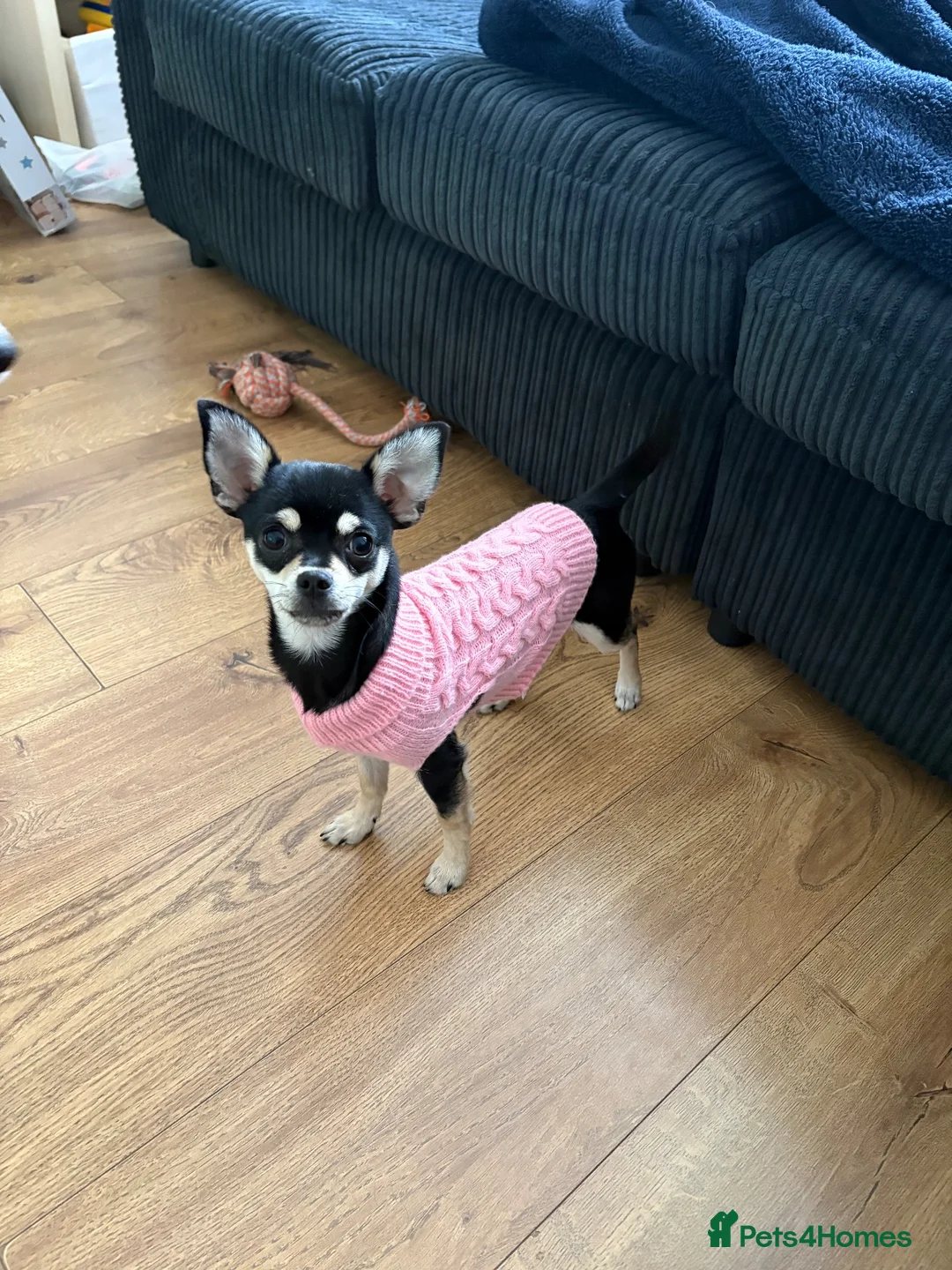 Mixed Breed dogs for sale: Minnie – Beautiful 21 Week Old Girl Puppy 💕 - Advert 1