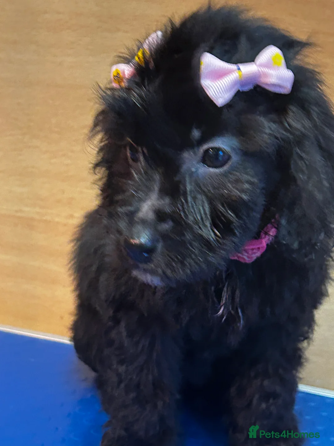 Cockapoo dogs for sale:  Northampton Cockapoos. Adorable F1 puppies - Advert 35