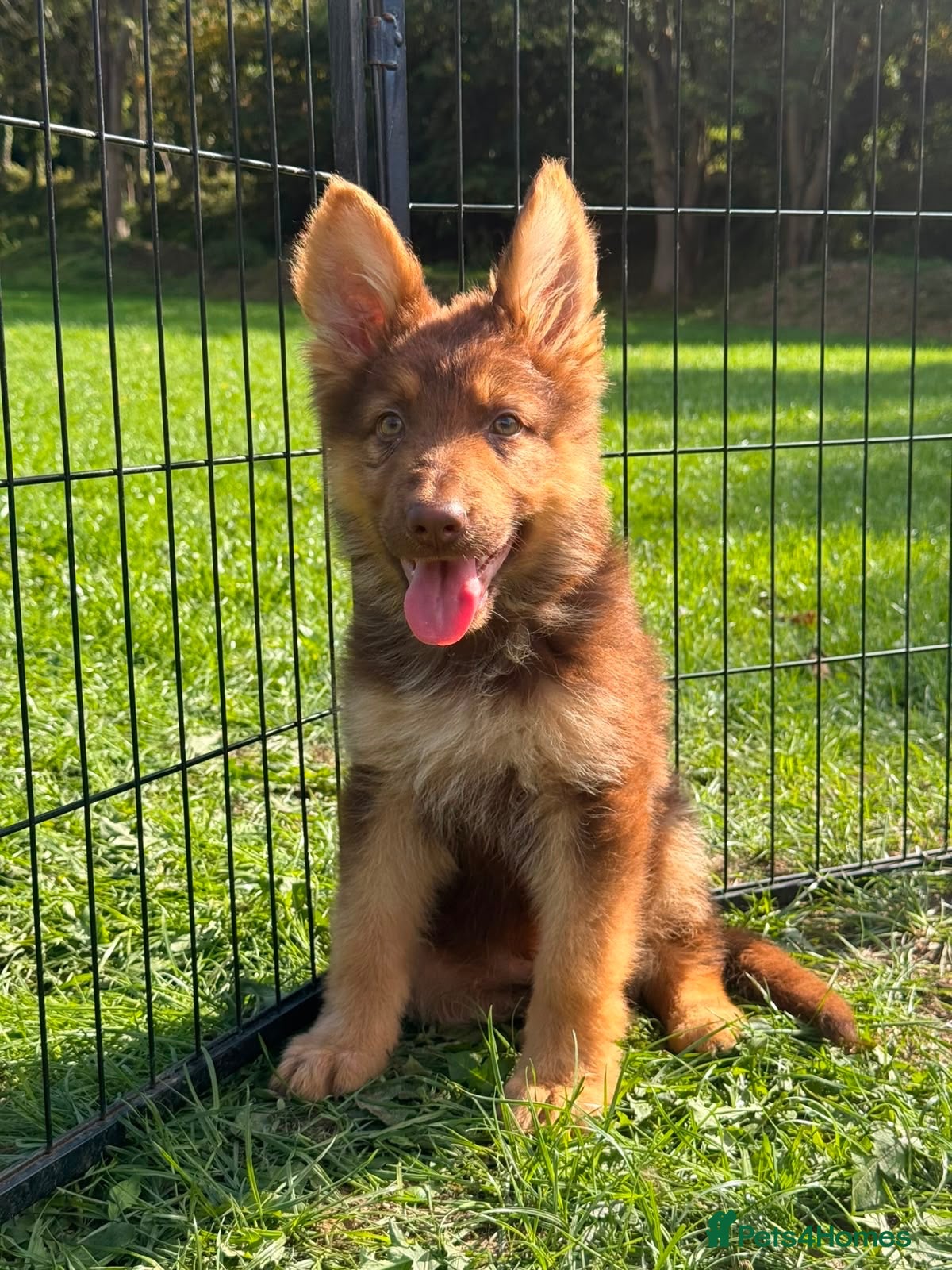 German Shepherd dogs CHOCOLATE AND TAN LONG COATED GERMAN SHEPARDS  - Advert 3