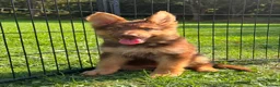 German Shepherd dogs for sale: CHOCOLATE AND TAN LONG COATED GERMAN SHEPARDS  - Advert 1