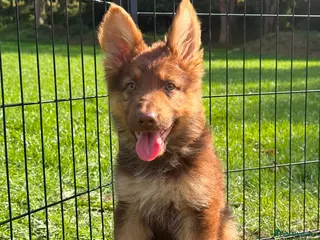 German Shepherd dogs CHOCOLATE AND TAN LONG COATED GERMAN SHEPARDS - Advert 3