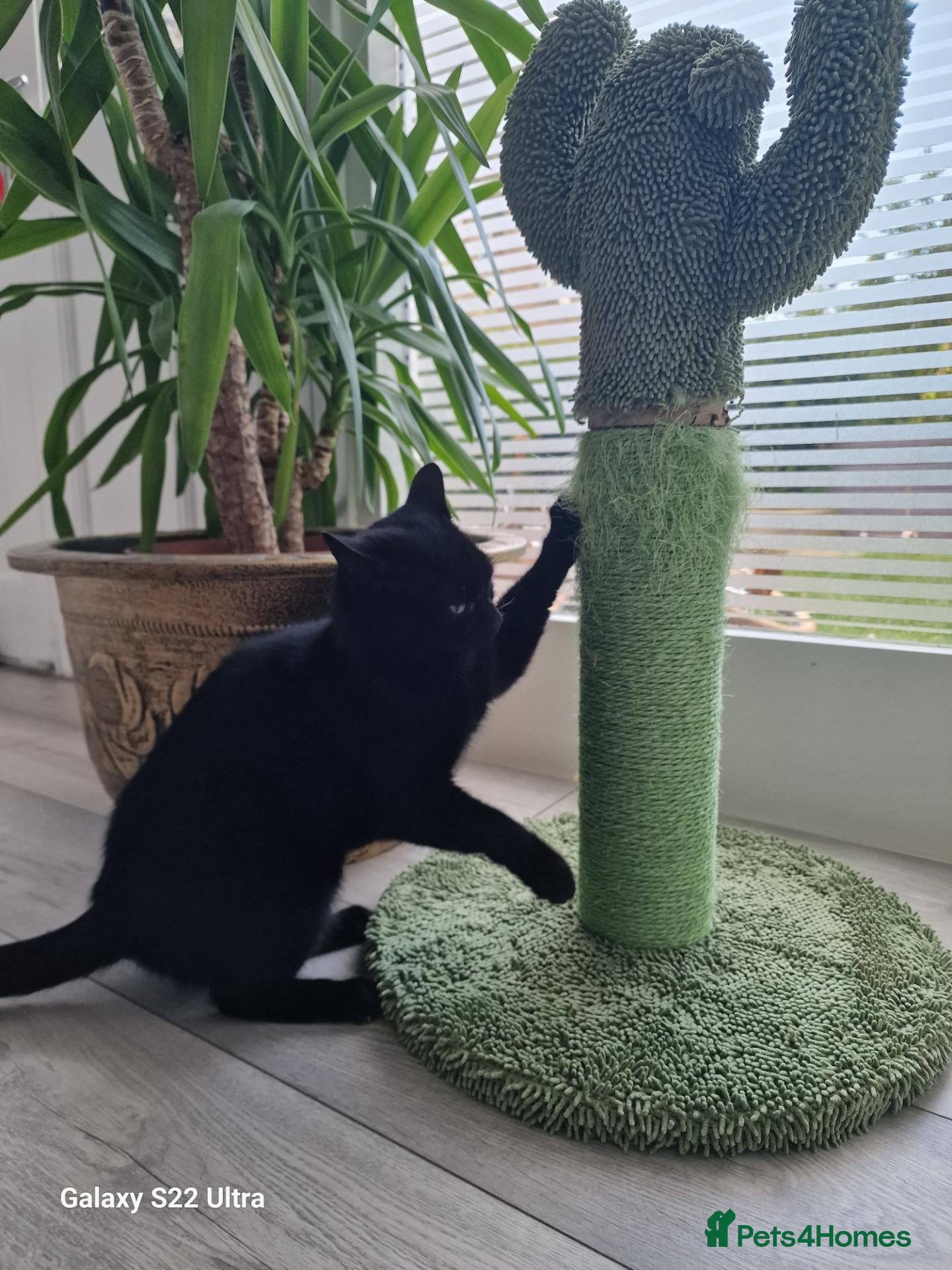 Bombay cats Gorgeous female cat Mila looking for forever home - Advert 8