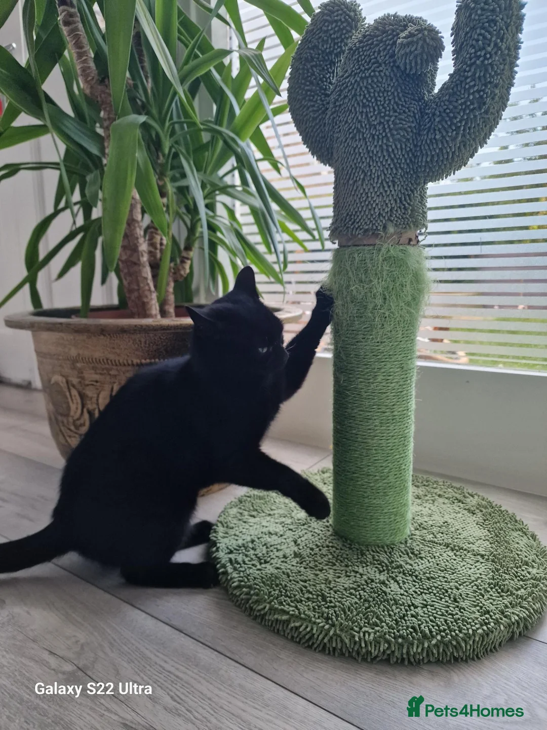 Bombay cats for sale: Gorgeous female cat Mila looking for forever home in Dundee - Advert 1