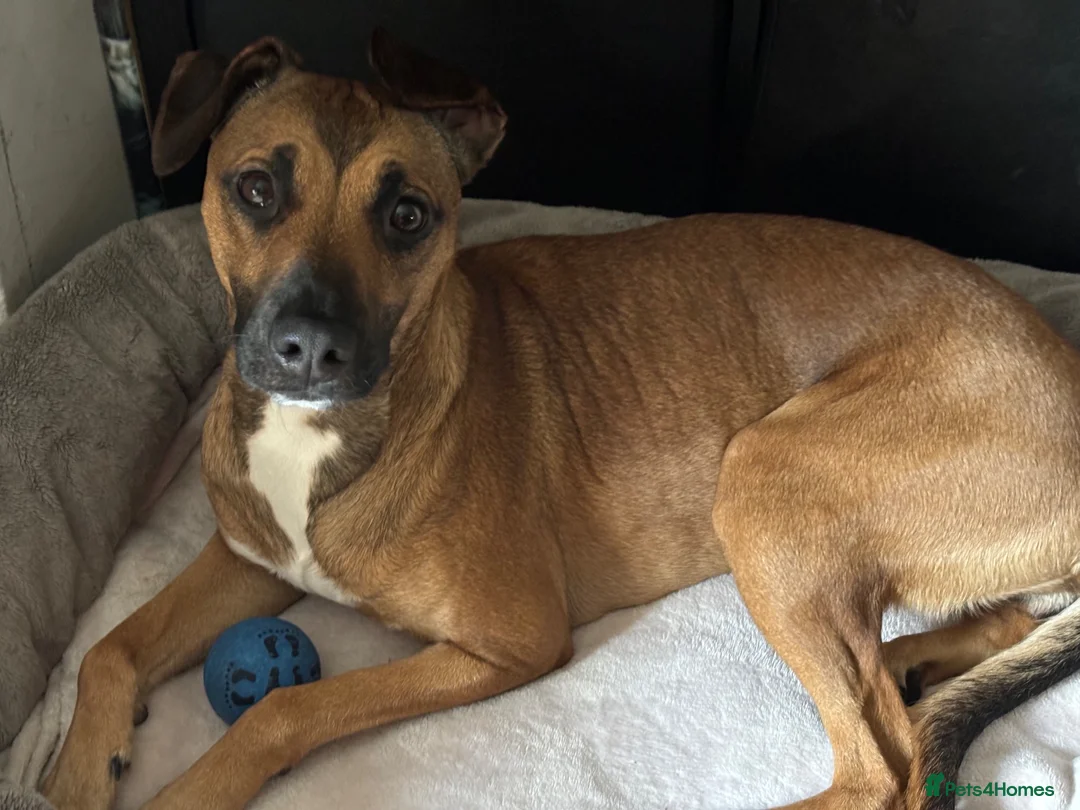 Mixed Breed dogs for sale: 3 year old Mixed breed Luna needs a new home in Crook - Advert 5