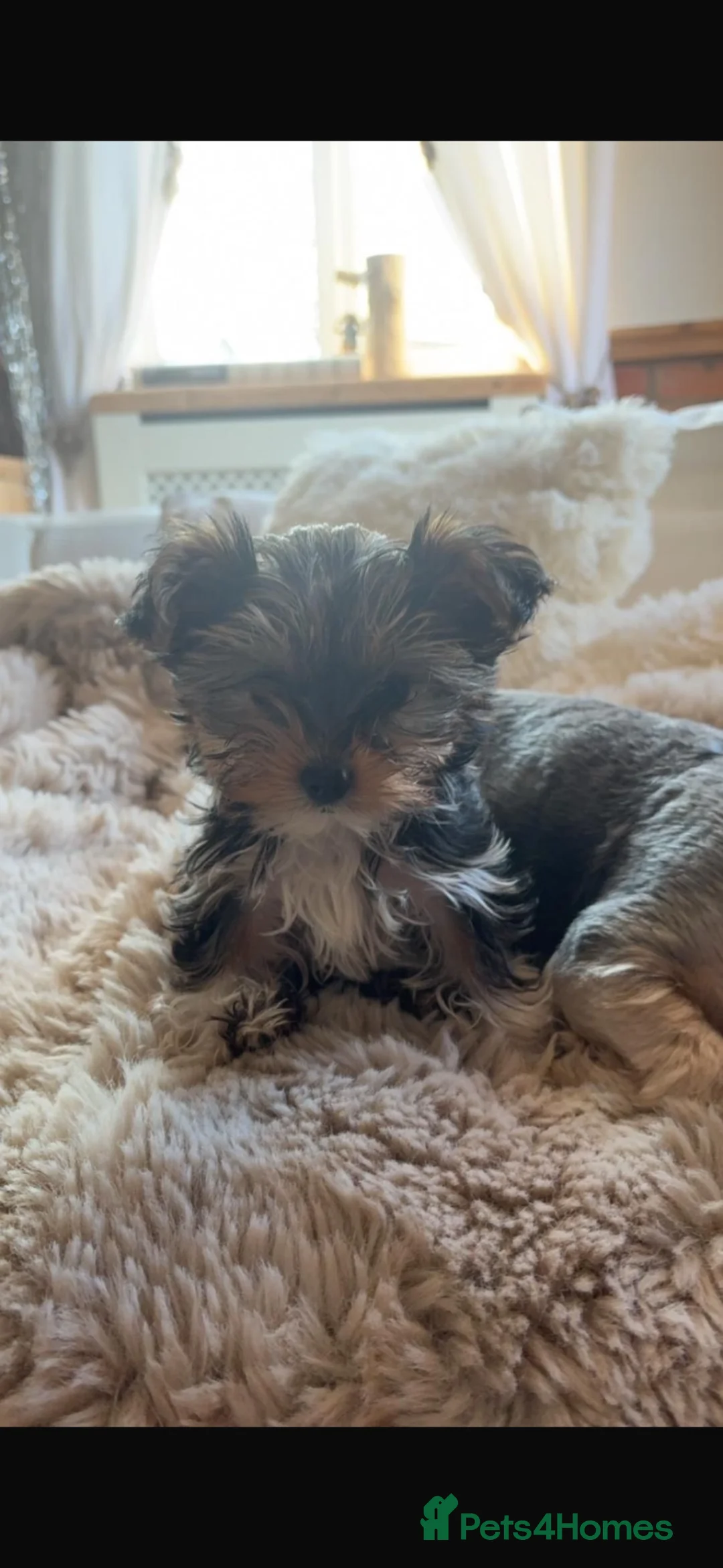 Yorkshire Terrier dogs for sale: Minature Teacup Yorkshire Terriers - Advert 2
