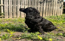 Cocker Spaniel dogs for sale: Cocker spaniel puppies (show type X working dog)  - Image 9