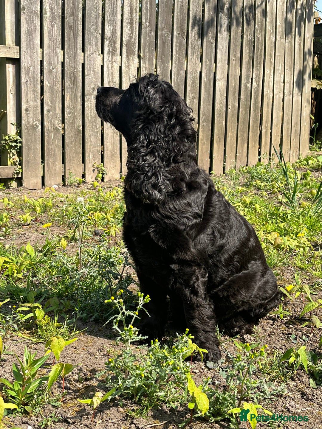 Cocker Spaniel dogs for sale: Cocker spaniel puppies (show type X working dog)  - Image 9