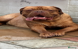 Dogue De Bordeaux dogs for sale: Niko 2 year old Dogue De Bordeaux - Image 2