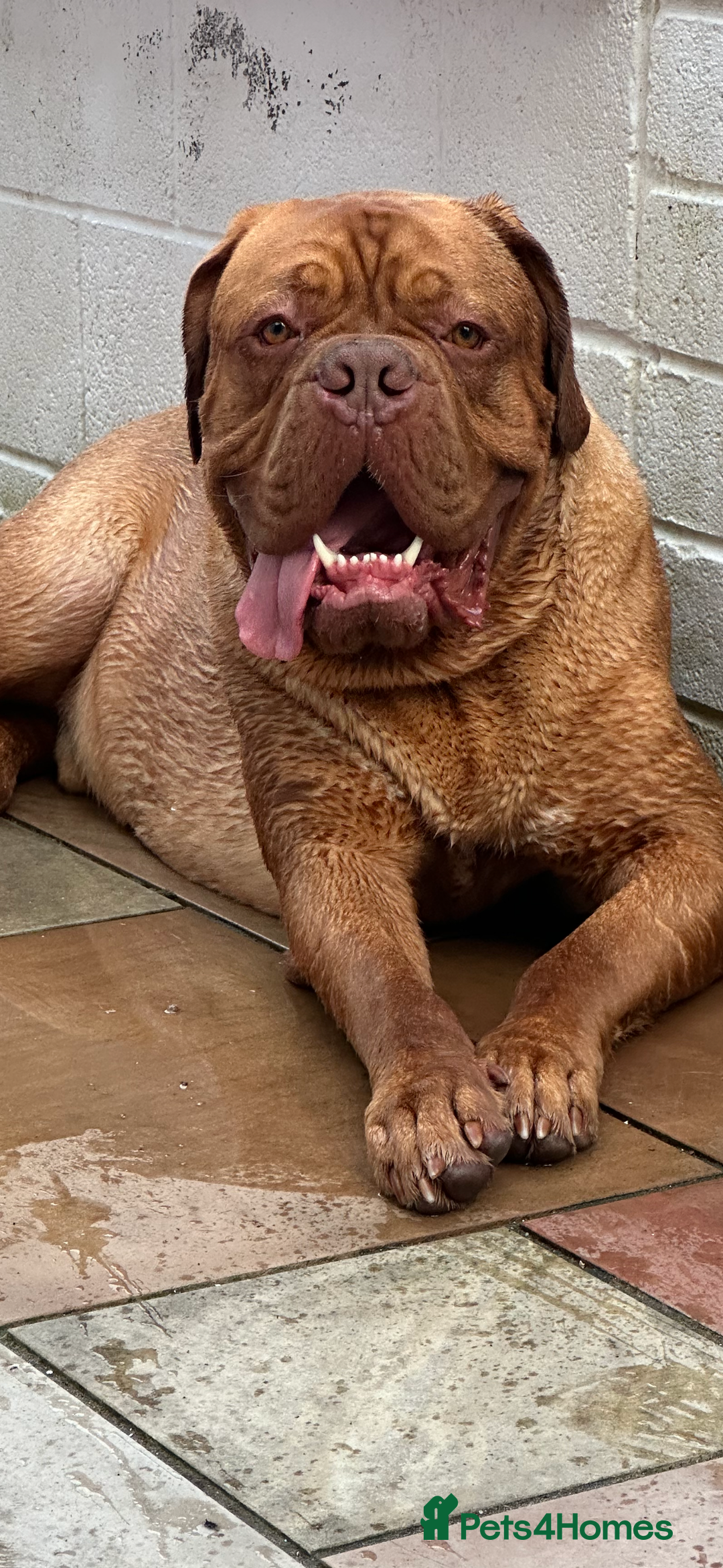 Dogue De Bordeaux dogs for sale: Niko 2 year old Dogue De Bordeaux - Image 2