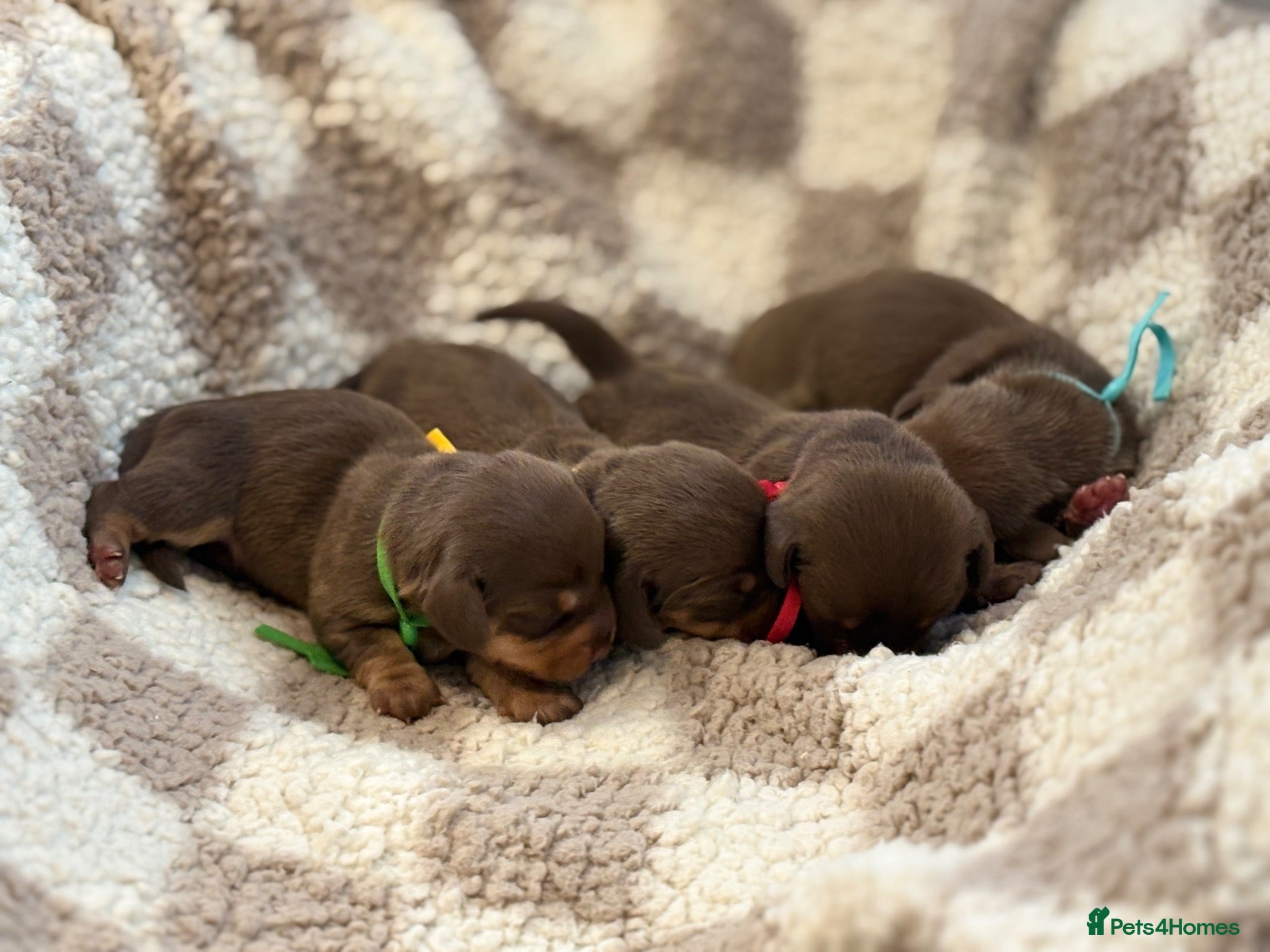 Miniature Dachshund dogs 🐾 STUNNING DNA TEST MINIATURE DACHSHUND PUPPIES  - Advert 1