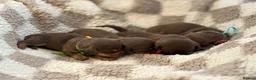Miniature Dachshund dogs for sale: 🐾 STUNNING DNA TEST MINIATURE DACHSHUND PUPPIES  - Advert 1