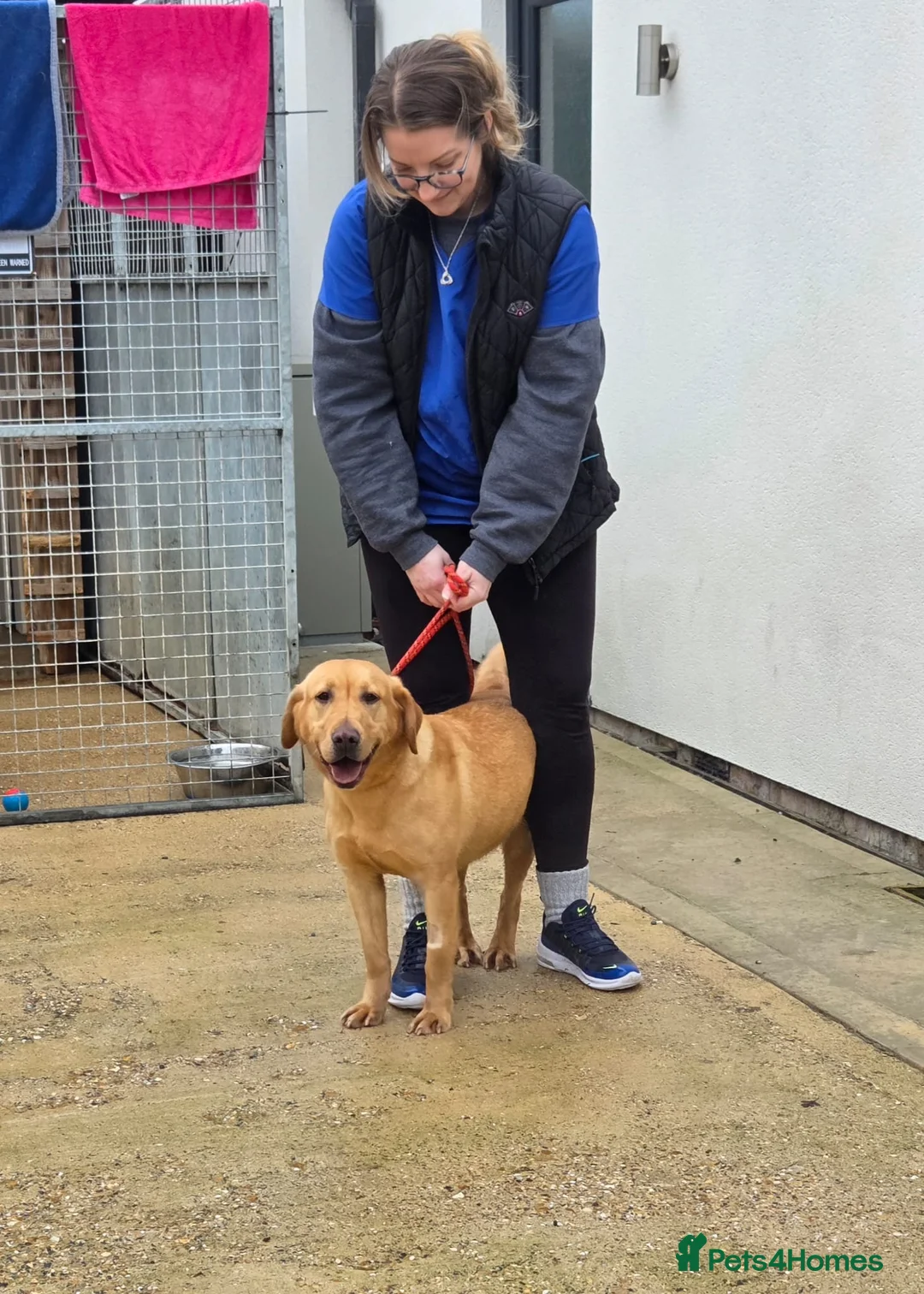 Labrador Retriever dogs for sale: 1 year old Labrador  ,  **  xx - Advert 1