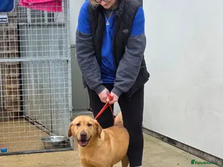 Labrador Retriever dogs 1 year old Labrador , free to good home xx - Advert 2