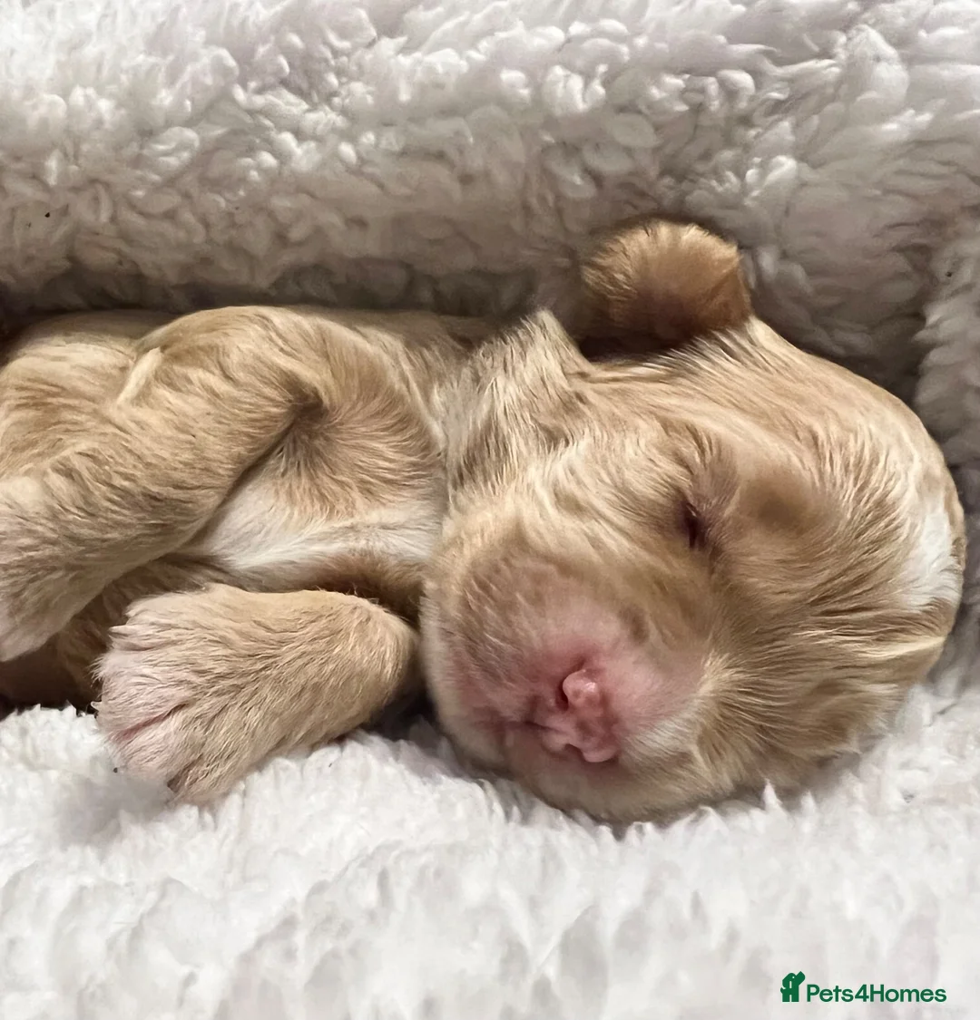 Cockapoo dogs for sale: Gorgeous curly fluffy cockapoo puppies  - Advert 30