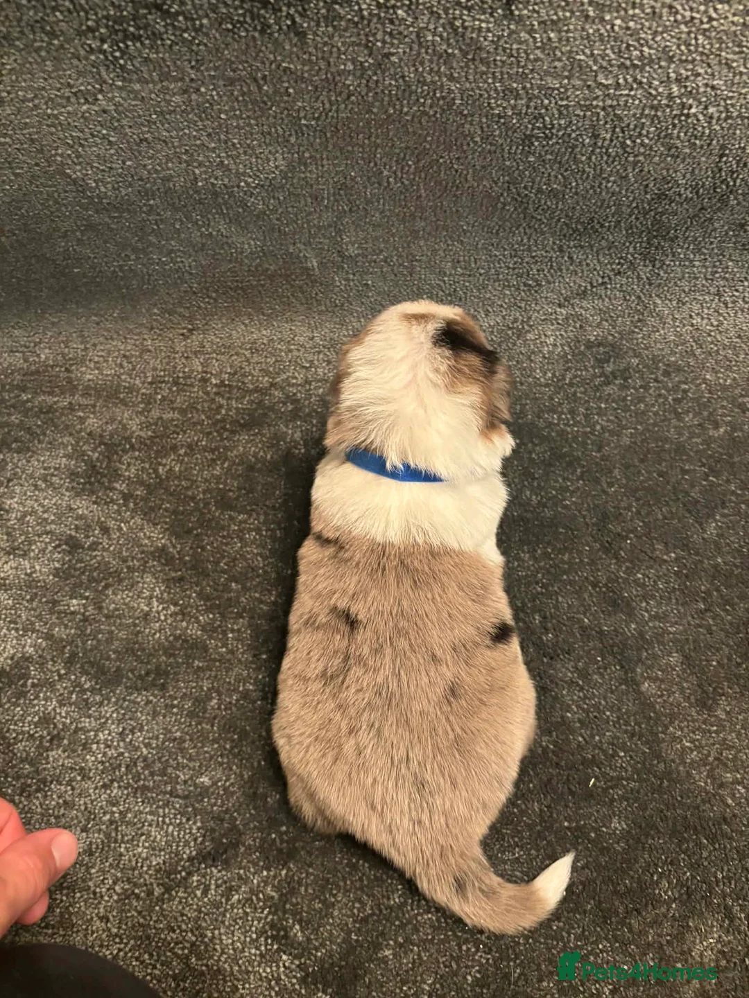 Border Collie dogs for sale: 8 Gorgeous Border Collie Puppies for Sale  - Advert 12