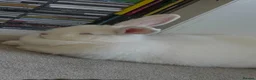 New Zealand rabbits for sale: Young New Zealand White Doe in Helston - Advert 3