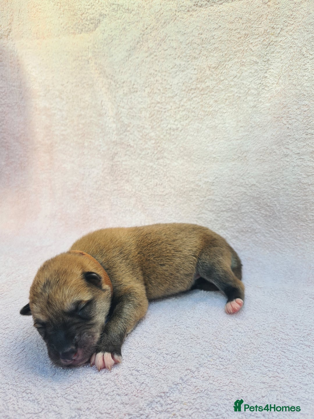 Mixed Breed dogs for sale: Czech Wolfdog × Akita/Malamute Puppies - Image 23