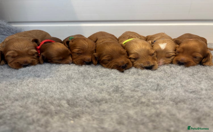 Cockapoo dogs - Advert 5