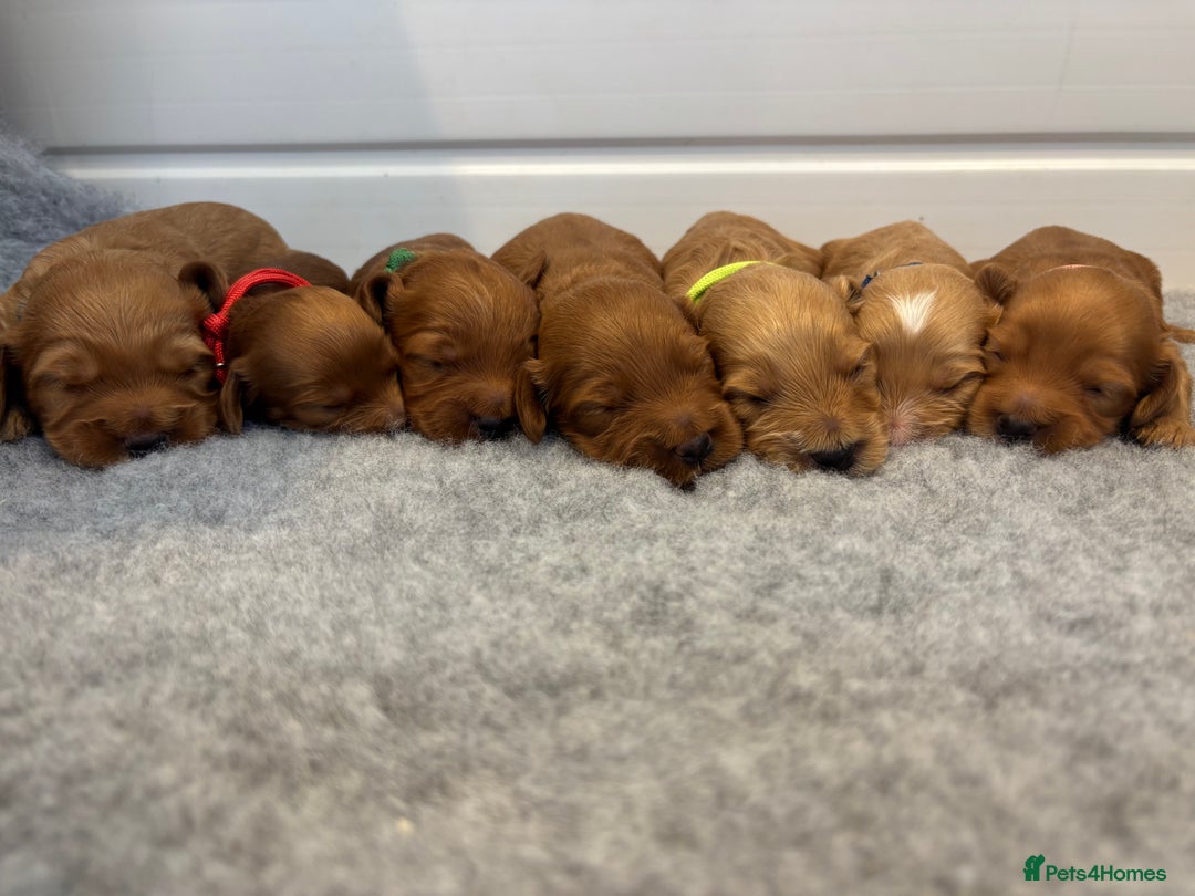 Cockapoo dogs for sale: 🐶Stunning F1 Cockapoos🐾health tested patents 🧬  - Image 1