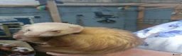 Ferret rodents for sale: Beautiful Ferret Kits for sale  - Advert 30