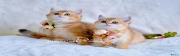 British Shorthair cats for sale: Exceptional Kittens from Outstanding Bloodlines  - Advert 4