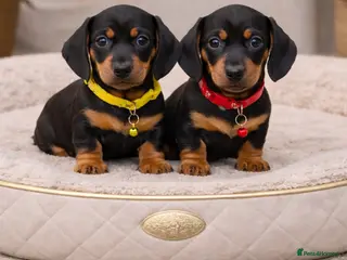 Dachshund dogs for sale: KC REG MINUTURE DACHSHUND PUPS - Advert 2