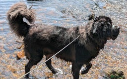 Mixed Breed dogs for sale: 🐾Loving Home Wanted – Newfoundland x St Bernard🐾 - Image 6